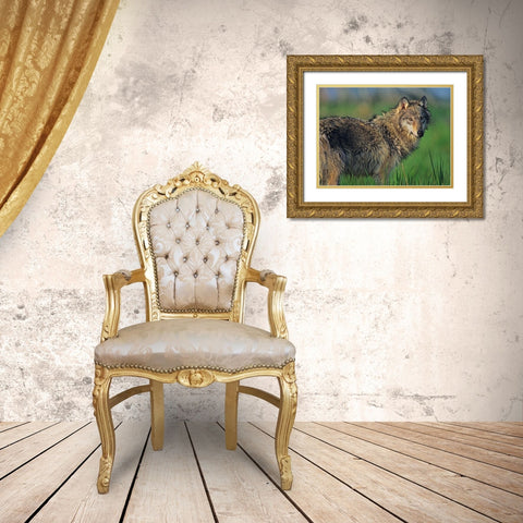 Gray wolf in marsh Gold Ornate Wood Framed Art Print with Double Matting by Fitzharris, Tim
