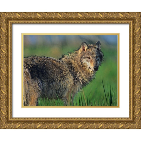 Gray wolf in marsh Gold Ornate Wood Framed Art Print with Double Matting by Fitzharris, Tim