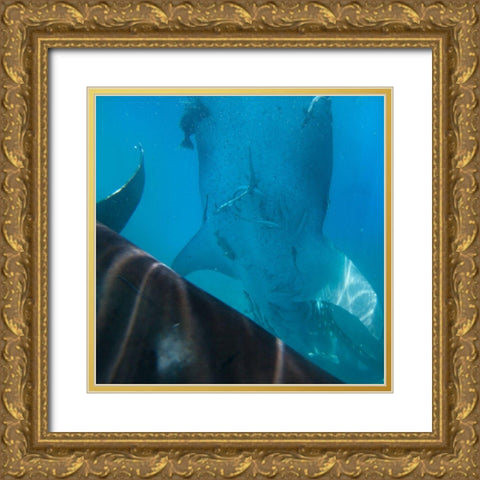 Whale shark at Oslob Whale Shark Sanctuary-Cebu-Philippines Gold Ornate Wood Framed Art Print with Double Matting by Fitzharris, Tim