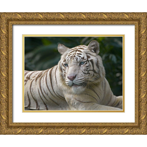 Bengal Tiger White Subspecies Gold Ornate Wood Framed Art Print with Double Matting by Fitzharris, Tim