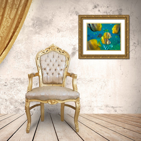 Blacklip Butterflyfish-Parrotfish-Sergeant Major Fish-Negros Oriental-Philippines Gold Ornate Wood Framed Art Print with Double Matting by Fitzharris, Tim