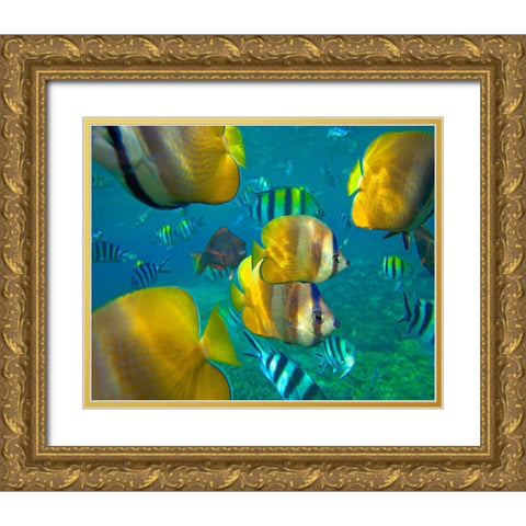 Blacklip Butterflyfish-Parrotfish-Sergeant Major Fish-Negros Oriental-Philippines Gold Ornate Wood Framed Art Print with Double Matting by Fitzharris, Tim