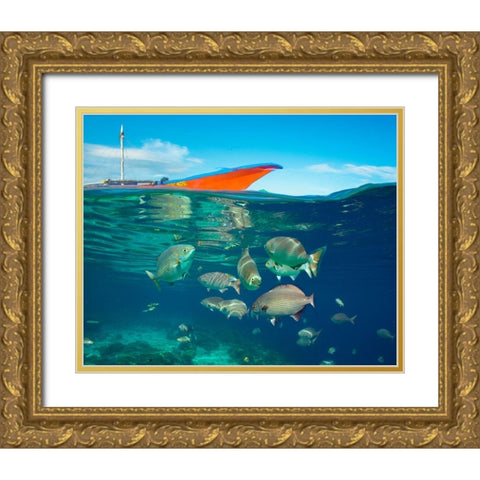 Rudder fish-Negros Oriental-Philippines Gold Ornate Wood Framed Art Print with Double Matting by Fitzharris, Tim