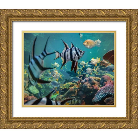 Old wives fish and fusiliers-Perth Aquarium-Australia Gold Ornate Wood Framed Art Print with Double Matting by Fitzharris, Tim