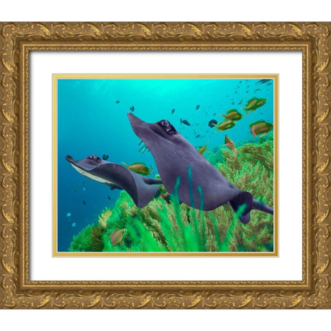 Blue Skates-Balicasag Island-Philippines Gold Ornate Wood Framed Art Print with Double Matting by Fitzharris, Tim