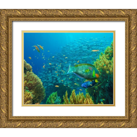 Jackfish-moon wrasse-parrot fish-Balicasag Island-Philippines Gold Ornate Wood Framed Art Print with Double Matting by Fitzharris, Tim