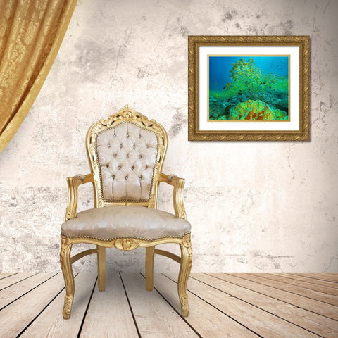 Yellow snapper school above coral-Miniloc Island-Palawan-Philippines Gold Ornate Wood Framed Art Print with Double Matting by Fitzharris, Tim