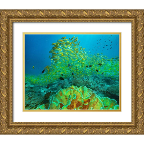 Yellow snapper school above coral-Miniloc Island-Palawan-Philippines Gold Ornate Wood Framed Art Print with Double Matting by Fitzharris, Tim