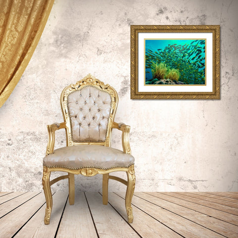 Yellow snapper school above coral-Miniloc Island-Palawan-Philippines Gold Ornate Wood Framed Art Print with Double Matting by Fitzharris, Tim