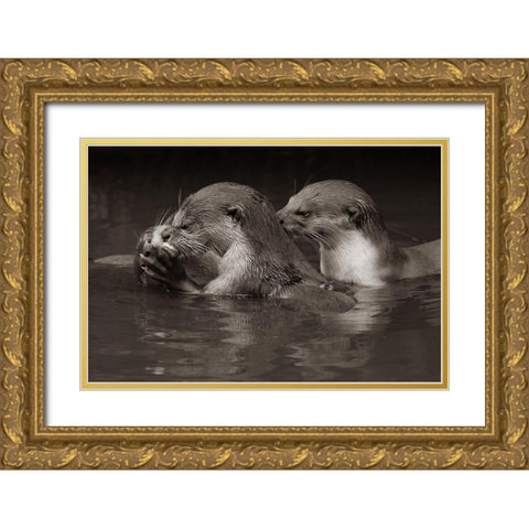 Asiatic otters-Sabah-Malayasia Sepia Gold Ornate Wood Framed Art Print with Double Matting by Fitzharris, Tim