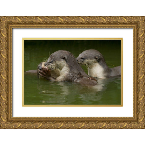 Asiatic otters-Sabah-Malayasia Gold Ornate Wood Framed Art Print with Double Matting by Fitzharris, Tim
