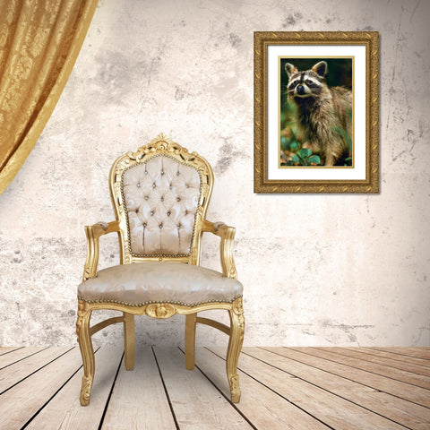 Raccoon Gold Ornate Wood Framed Art Print with Double Matting by Fitzharris, Tim