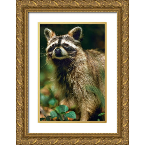 Raccoon Gold Ornate Wood Framed Art Print with Double Matting by Fitzharris, Tim