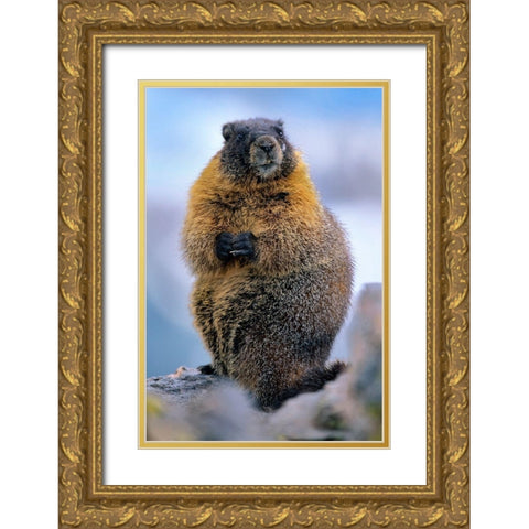 Yellow-bellied marmot Gold Ornate Wood Framed Art Print with Double Matting by Fitzharris, Tim