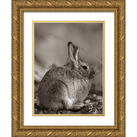 Desert Cottontail Sepia Gold Ornate Wood Framed Art Print with Double Matting by Fitzharris, Tim