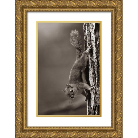 Red Squirrel on trunk Sepia Gold Ornate Wood Framed Art Print with Double Matting by Fitzharris, Tim