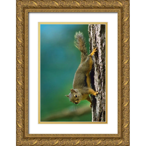 Red Squirrel on trunk Gold Ornate Wood Framed Art Print with Double Matting by Fitzharris, Tim