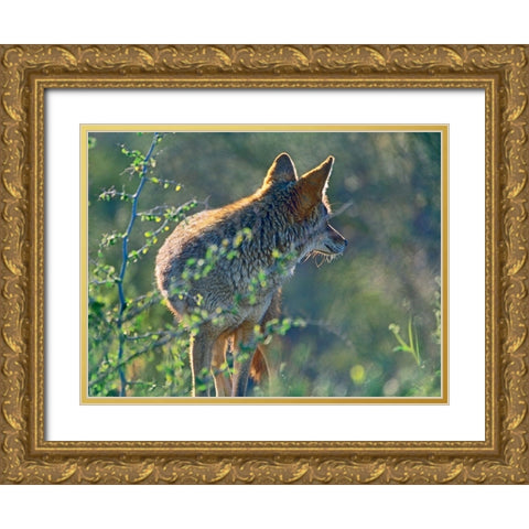 Coyote Scouting Gold Ornate Wood Framed Art Print with Double Matting by Fitzharris, Tim
