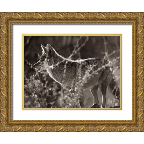 Coyote Hunting Sepia Gold Ornate Wood Framed Art Print with Double Matting by Fitzharris, Tim