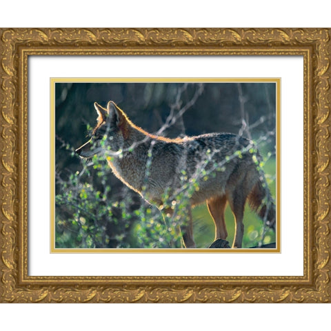 Coyote Hunting Gold Ornate Wood Framed Art Print with Double Matting by Fitzharris, Tim