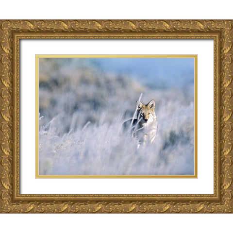 Coyote Gold Ornate Wood Framed Art Print with Double Matting by Fitzharris, Tim