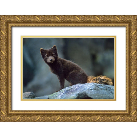 Arctic Fox on Rock Gold Ornate Wood Framed Art Print with Double Matting by Fitzharris, Tim