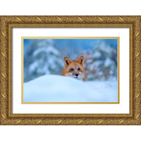 Red Fox in Snow Gold Ornate Wood Framed Art Print with Double Matting by Fitzharris, Tim