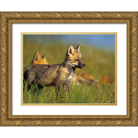 Red Fox Pup Gold Ornate Wood Framed Art Print with Double Matting by Fitzharris, Tim