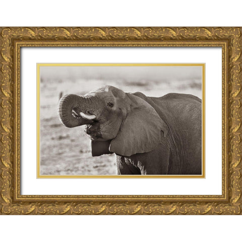 African elephant drinking-Zimbabwe Sepia Gold Ornate Wood Framed Art Print with Double Matting by Fitzharris, Tim