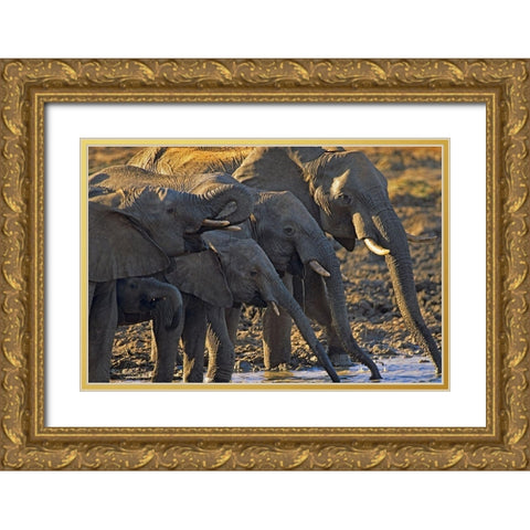 African elephants at a waterhole-Zimbabwe Gold Ornate Wood Framed Art Print with Double Matting by Fitzharris, Tim