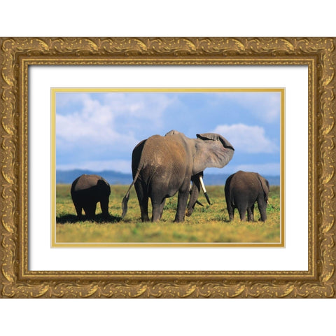 African elephants-Amboseli National Park-Kenya Gold Ornate Wood Framed Art Print with Double Matting by Fitzharris, Tim