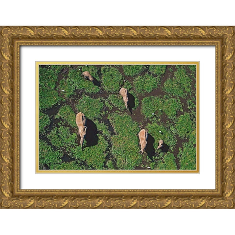 African elephants in marsh-Amboseli National Park-Kenya Gold Ornate Wood Framed Art Print with Double Matting by Fitzharris, Tim