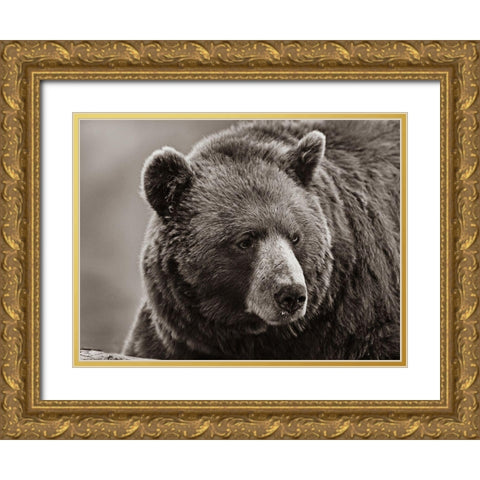 Cinnamon Black Bear Sepia Gold Ornate Wood Framed Art Print with Double Matting by Fitzharris, Tim