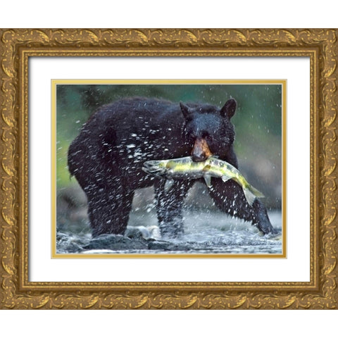 Black bear with Salmon Gold Ornate Wood Framed Art Print with Double Matting by Fitzharris, Tim