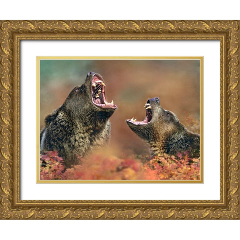 Grizzly bears Gold Ornate Wood Framed Art Print with Double Matting by Fitzharris, Tim