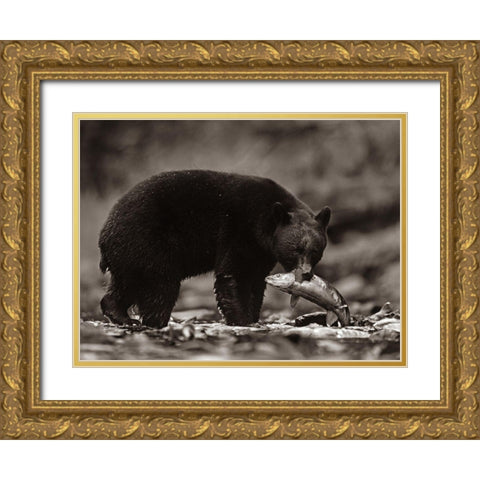 Black bear with salmon Sepia Gold Ornate Wood Framed Art Print with Double Matting by Fitzharris, Tim