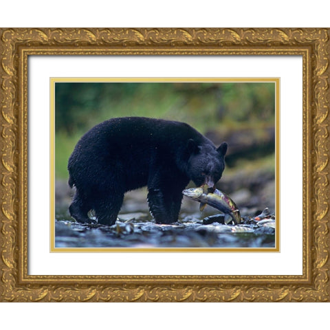 Black bear with salmon Gold Ornate Wood Framed Art Print with Double Matting by Fitzharris, Tim