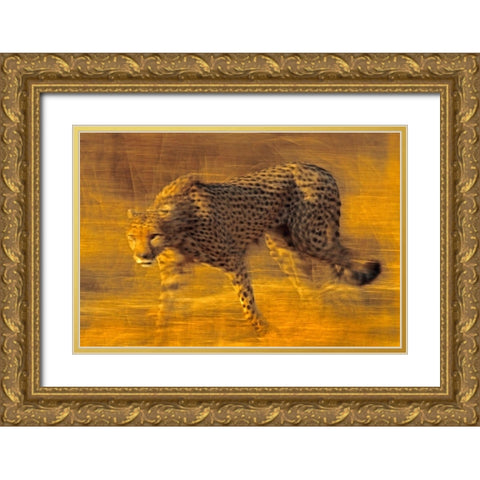 Cheetah prowling Gold Ornate Wood Framed Art Print with Double Matting by Fitzharris, Tim