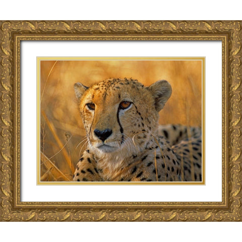 Cheetah Gold Ornate Wood Framed Art Print with Double Matting by Fitzharris, Tim