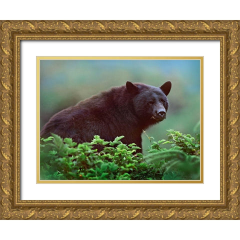 Black bear in Huckleberry Gold Ornate Wood Framed Art Print with Double Matting by Fitzharris, Tim