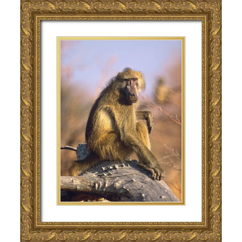 Olive baboon-Kenya Gold Ornate Wood Framed Art Print with Double Matting by Fitzharris, Tim