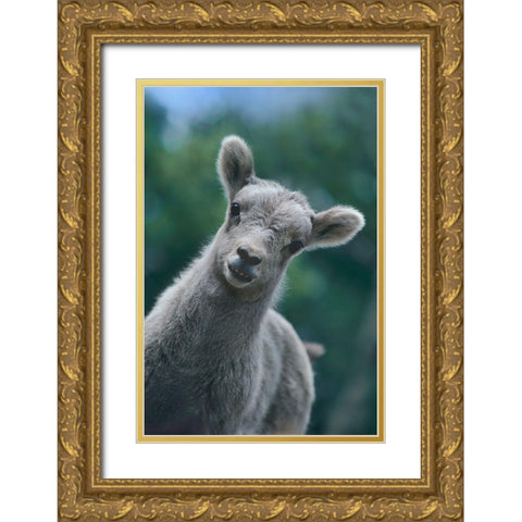 Bighorn Sheep lamb Gold Ornate Wood Framed Art Print with Double Matting by Fitzharris, Tim