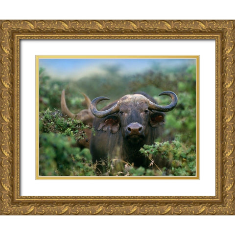 African buffalo Gold Ornate Wood Framed Art Print with Double Matting by Fitzharris, Tim