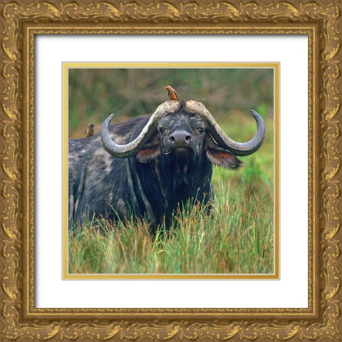 African buffalo with oxpeckers Gold Ornate Wood Framed Art Print with Double Matting by Fitzharris, Tim