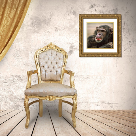 Chimpanzee Gold Ornate Wood Framed Art Print with Double Matting by Fitzharris, Tim