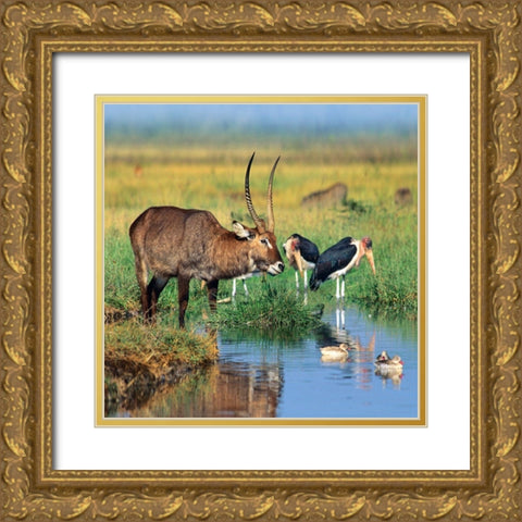 Defassa waterbuck-marabou storks-waterfowl-Kenya Gold Ornate Wood Framed Art Print with Double Matting by Fitzharris, Tim