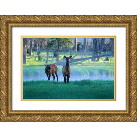 Elk Gold Ornate Wood Framed Art Print with Double Matting by Fitzharris, Tim