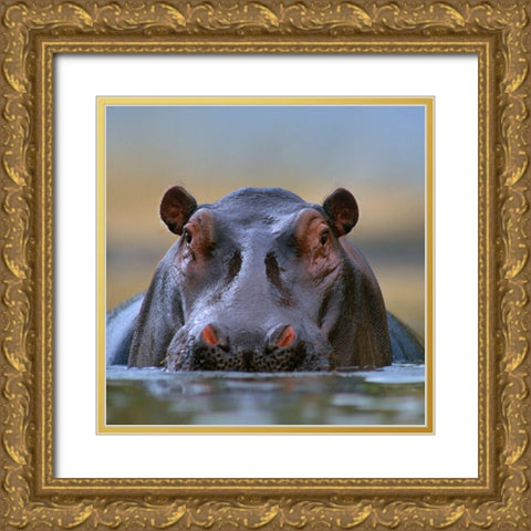 Hippopotamus-Mara River-Kenya Gold Ornate Wood Framed Art Print with Double Matting by Fitzharris, Tim