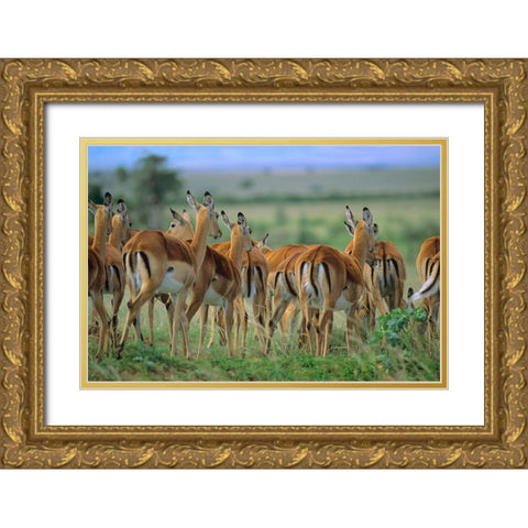 Impala Herd Kenya Gold Ornate Wood Framed Art Print with Double Matting by Fitzharris, Tim