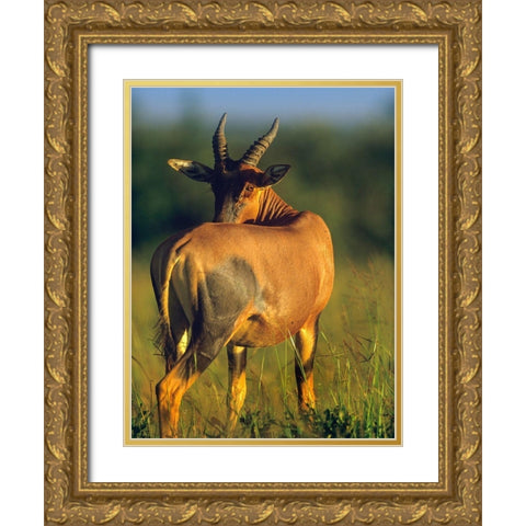 Topi-Kenya Gold Ornate Wood Framed Art Print with Double Matting by Fitzharris, Tim